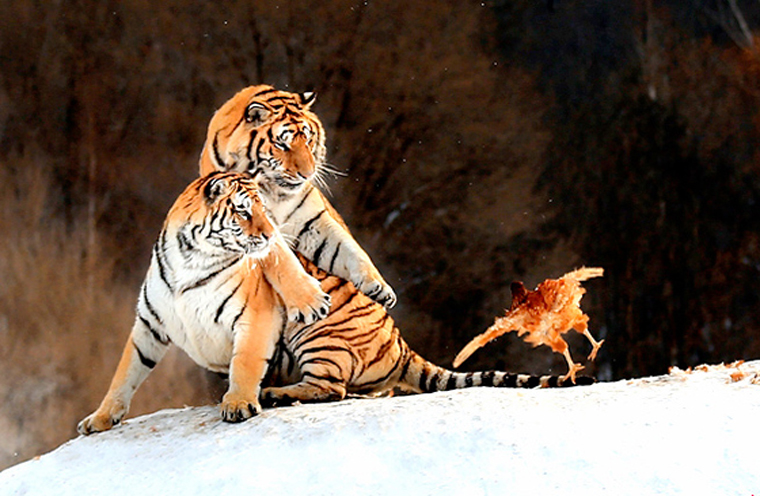 红旗-9防空导弹现身南海演练？ 专家:理所应当 