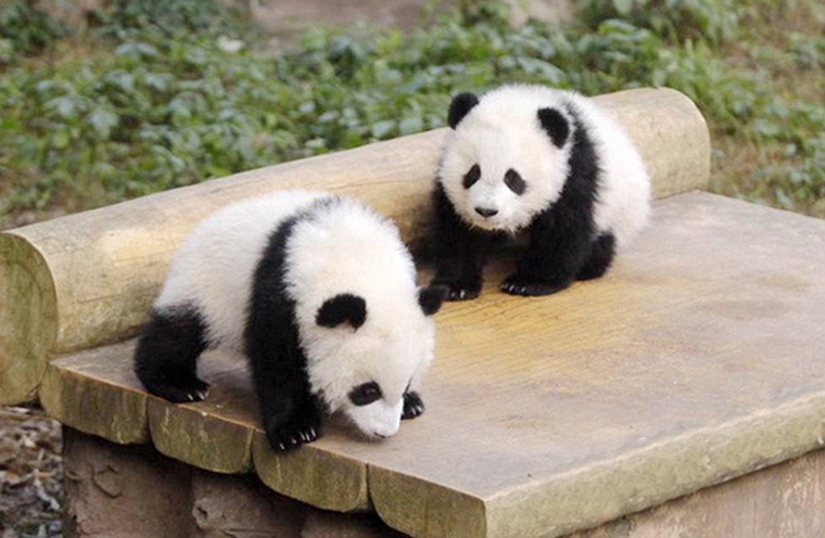 公安部：中法将实现驾驶证互认换领